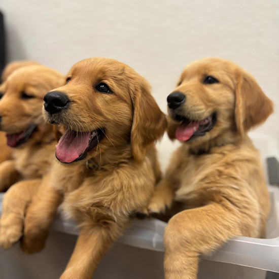 Puppy receiving a wellness exam at Valley Center Veterinary Clinic — young dog preventive care
