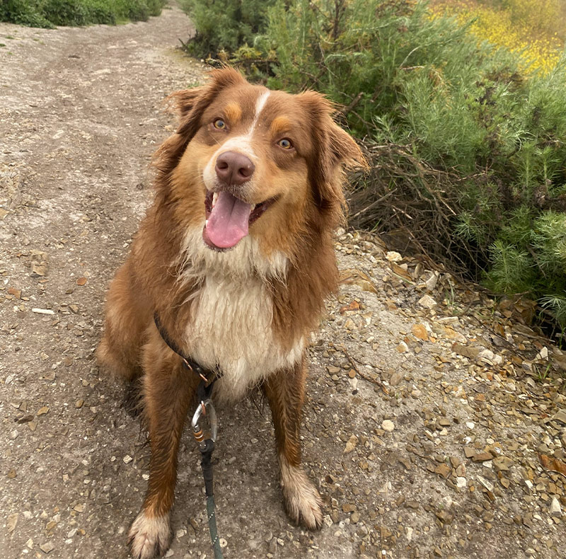 Cold laser therapy device used to reduce pain and inflammation in a pet
