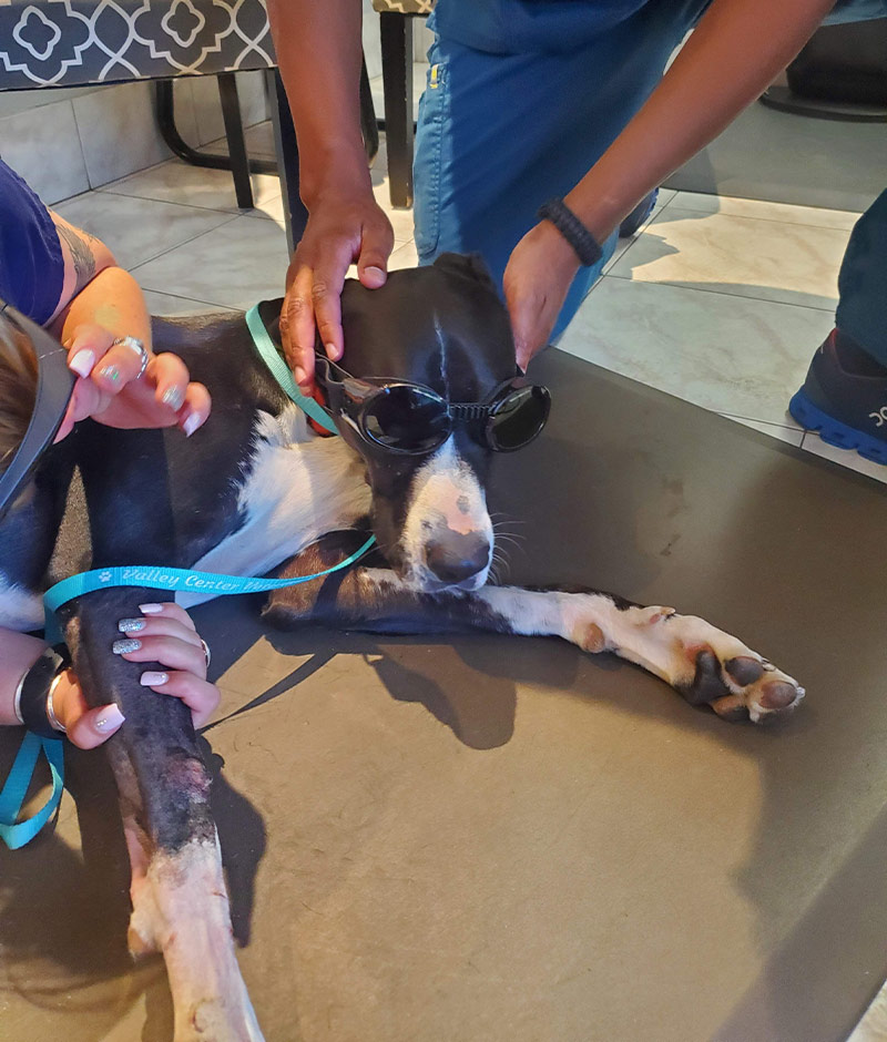 Cold laser therapy treatment session for a dog or cat at Valley Center Veterinary Clinic
