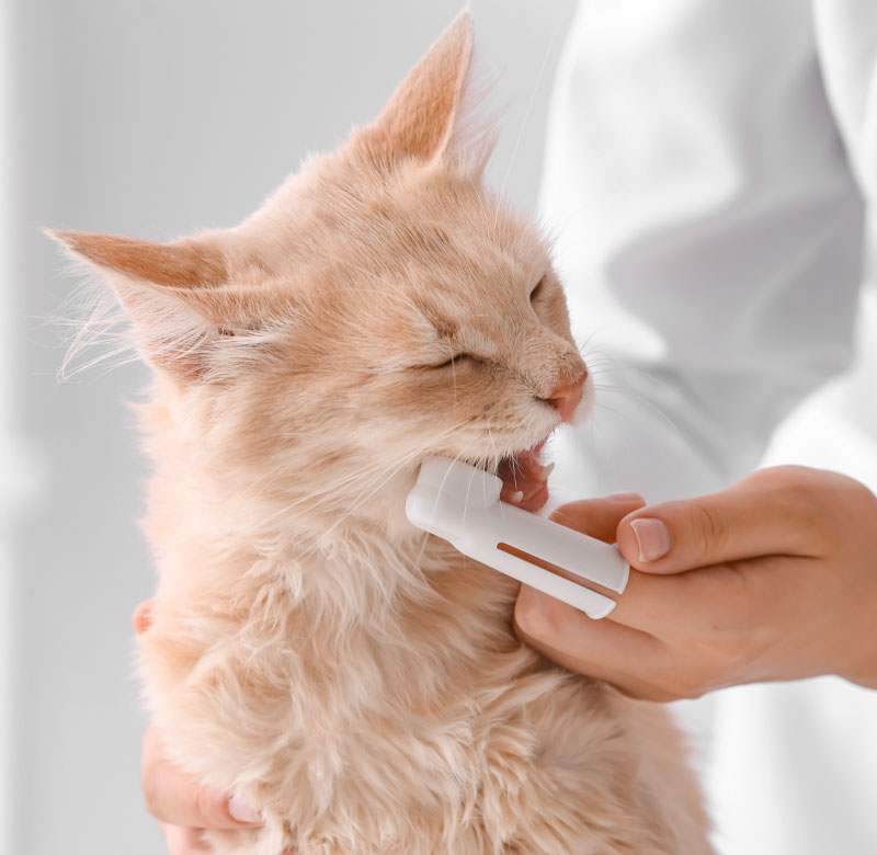 Pet dental cleaning promotion slide featuring oral health care services at Valley Center Vet
