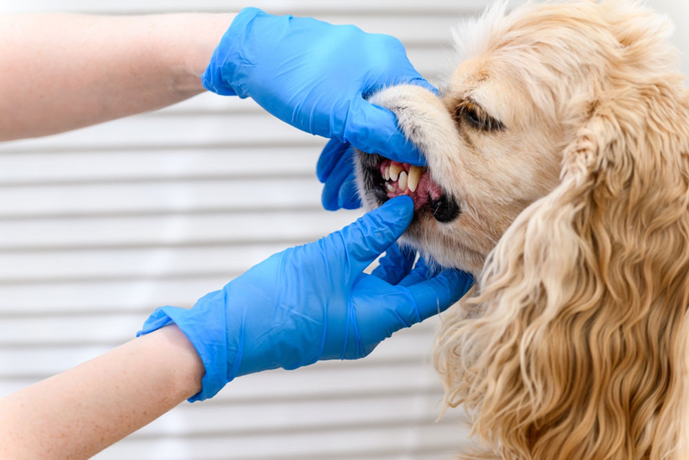 Dog receiving professional dental care at a veterinary clinic