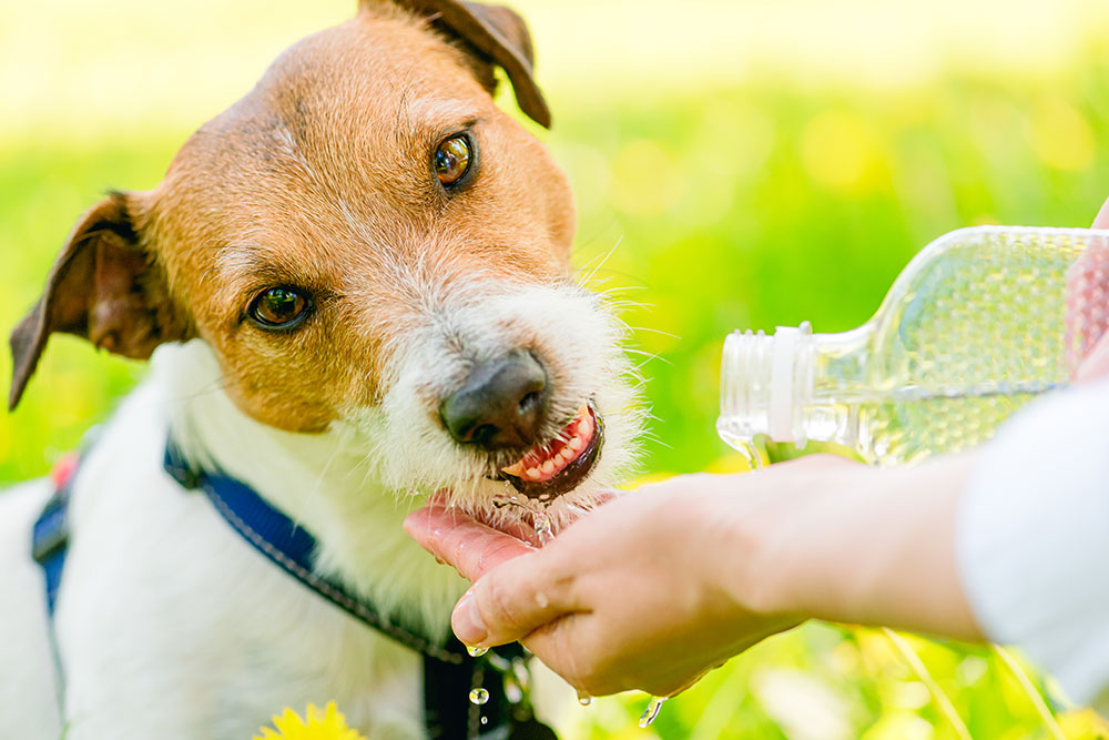 A close-up shot of a small brown and white Jack Russell Terrier drinking fresh water poured from a plastic bottle into a person's cupped hand in a sunny, grassy field.