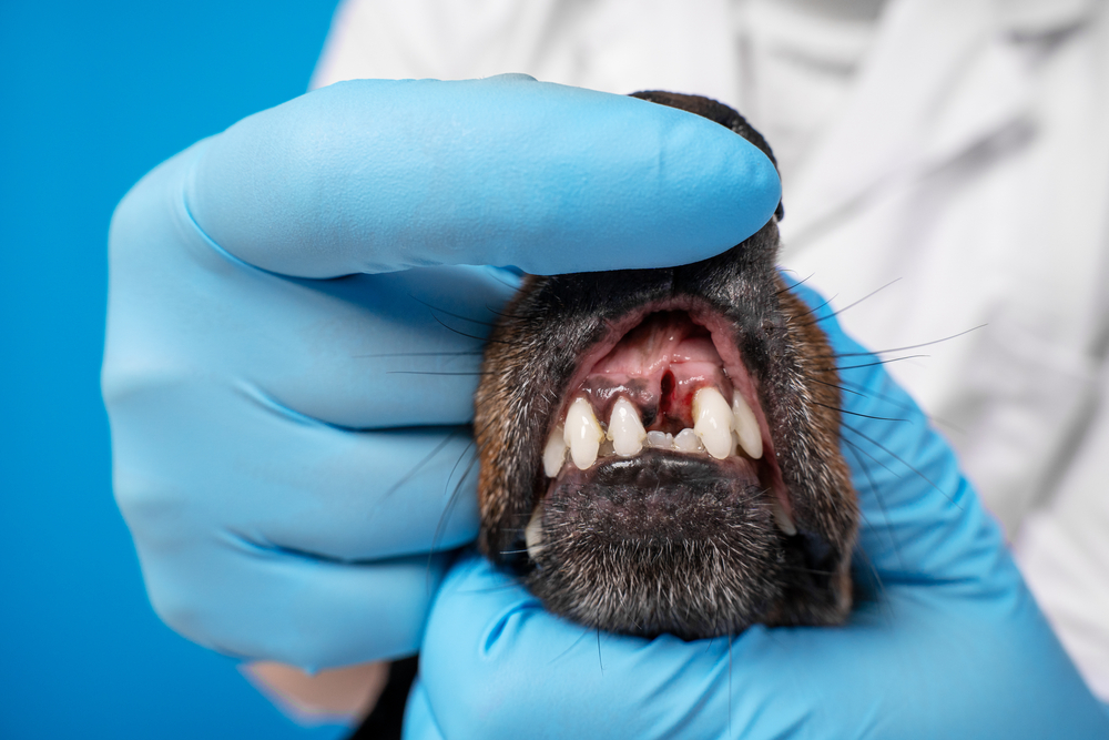 Close-up of a dog's oral cavity showing teeth during a veterinary dental health assessment