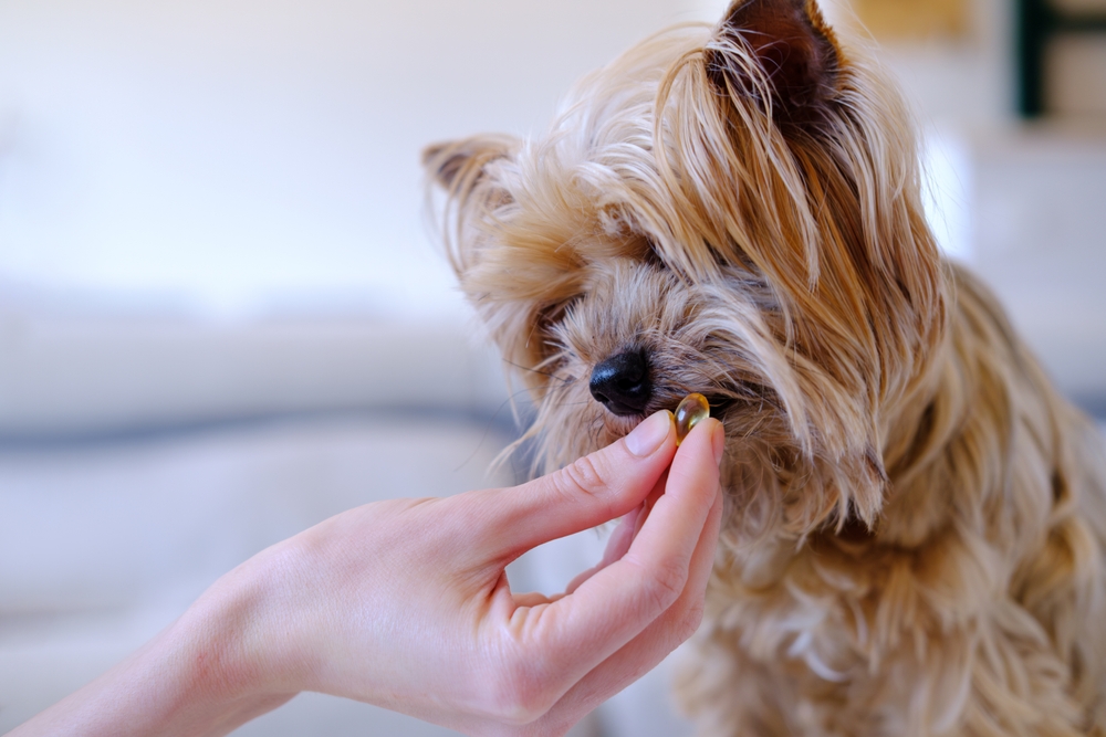 A person's hand holds a translucent yellow gel capsule up to the mouth of a small, long-haired tan dog, likely a Yorkshire Terrier.