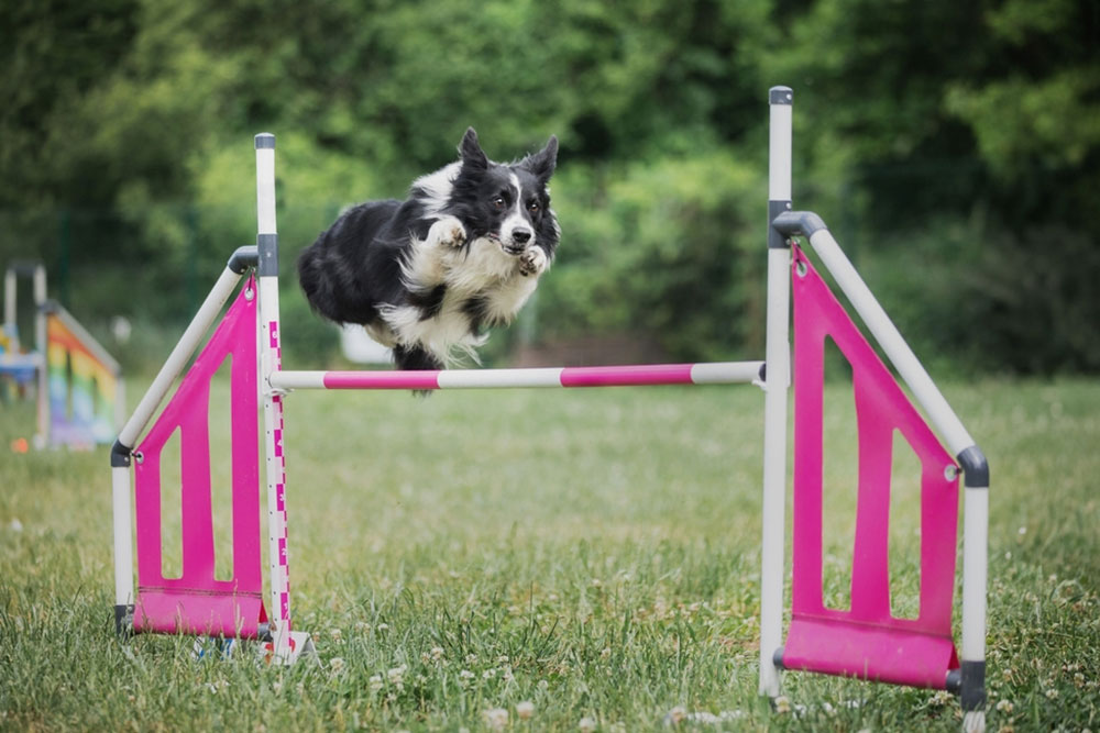 Black and white dog jumping over an agility hurdle on a grassy field during a dog agility training or competition.