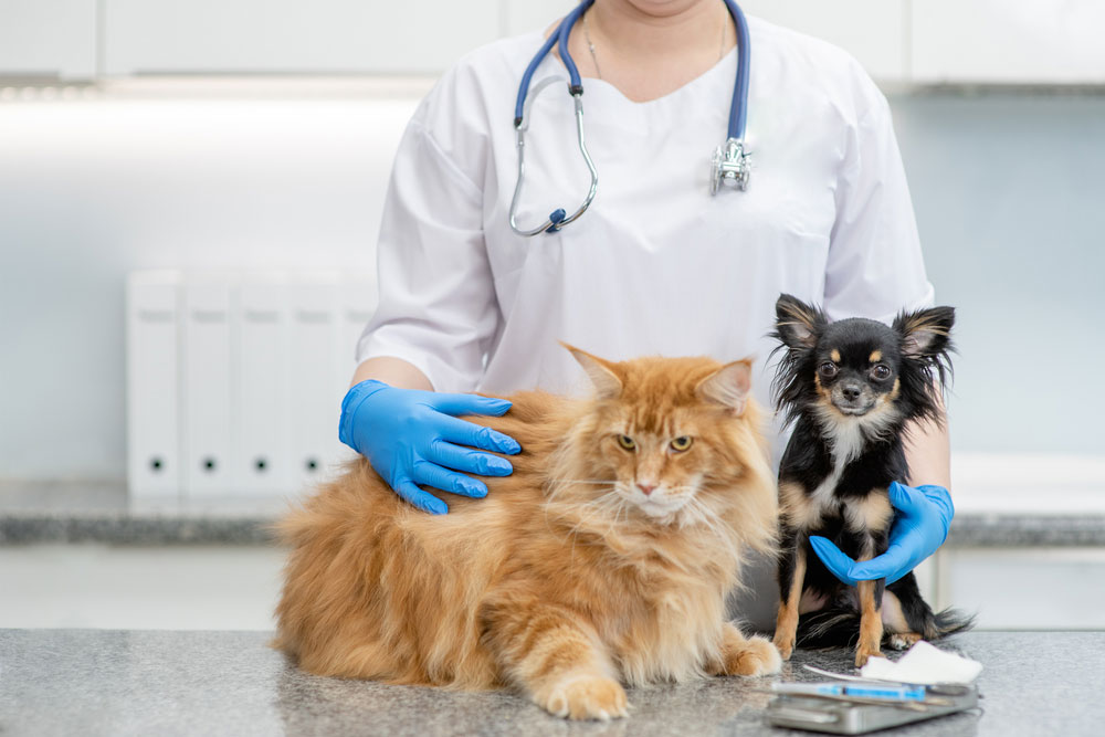 Veterinary team conducting an emergency examination of a pet in urgent care