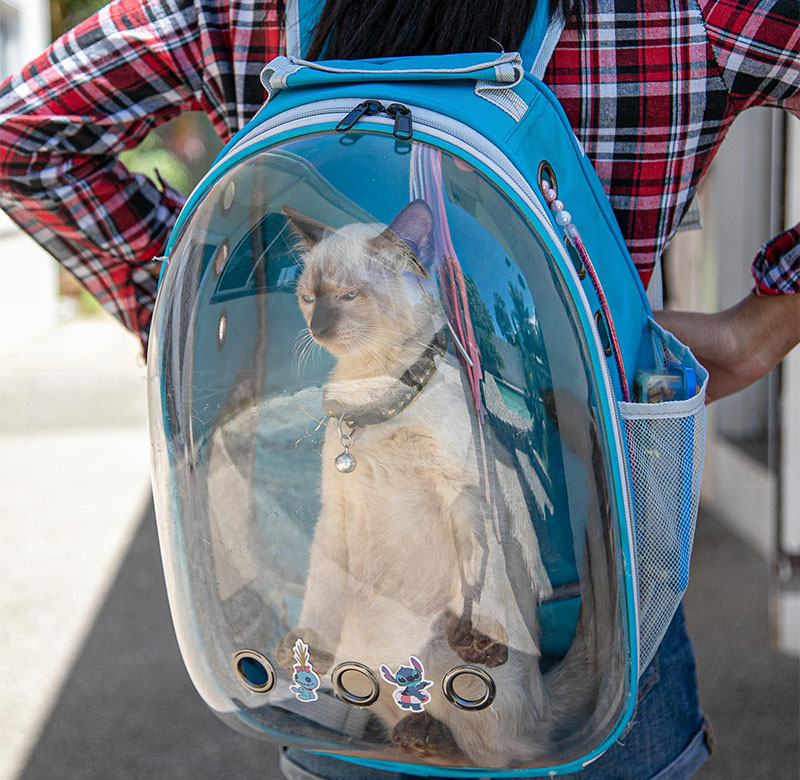 Veterinarian reviewing a USDA-accredited pet health certificate for international pet travel
