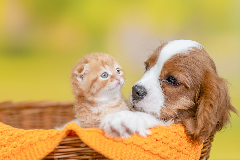Puppy and kitten cuddling together representing young pet wellness care at a veterinary clinic