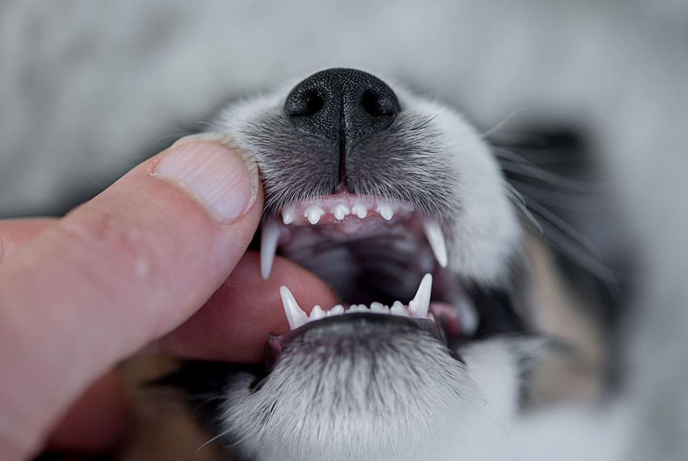 Puppy with mouth open showing teeth, highlighting the importance of pet dental care