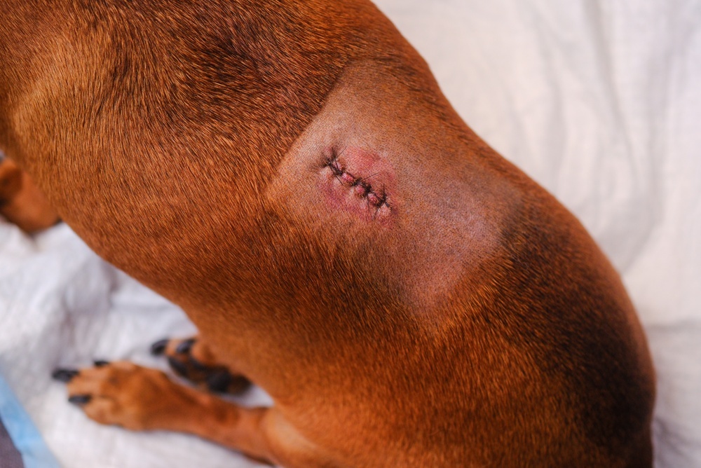 A close‑up of a brown dog’s back shows a shaved patch of fur and a healing surgical incision closed with stitches, lying on a white fabric surface.
