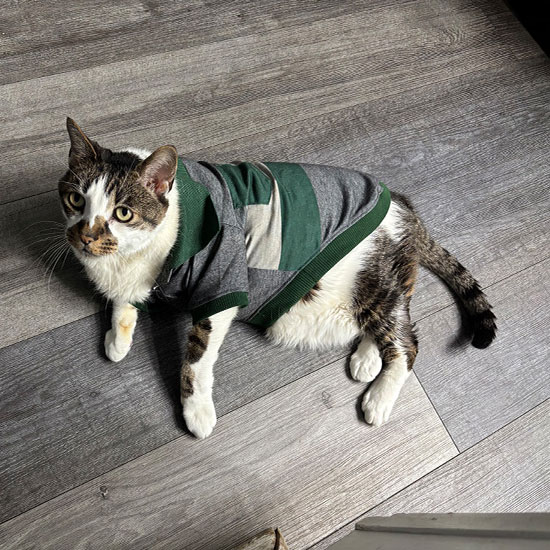Senior pet receiving a wellness exam — aging pet care at Valley Center Veterinary Clinic
