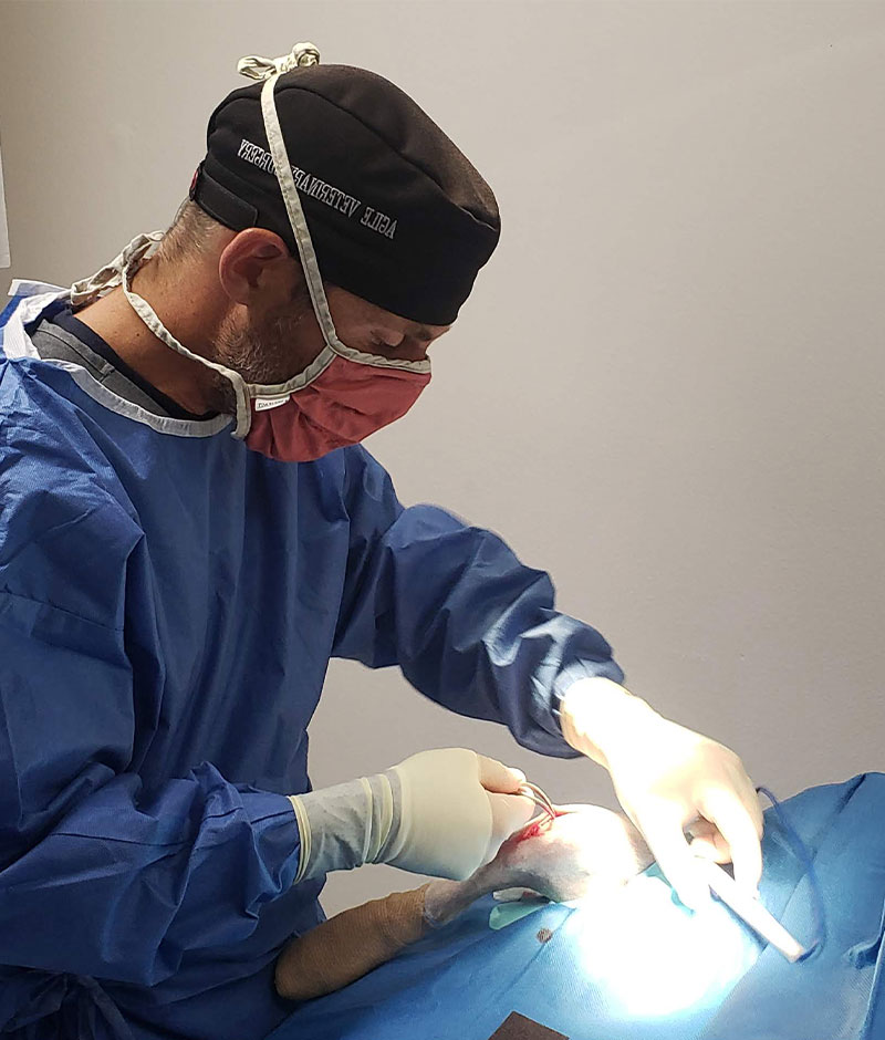 Veterinarian performing a surgical procedure on a pet at Valley Center Veterinary Clinic
