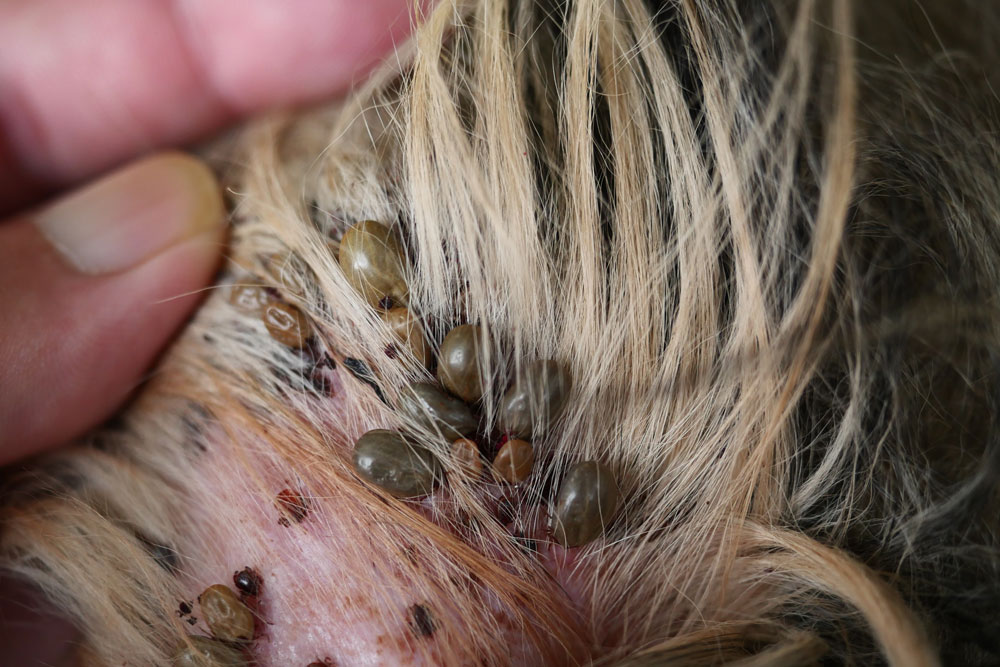 Close-up of a tick on pet fur highlighting tick awareness and prevention for dogs