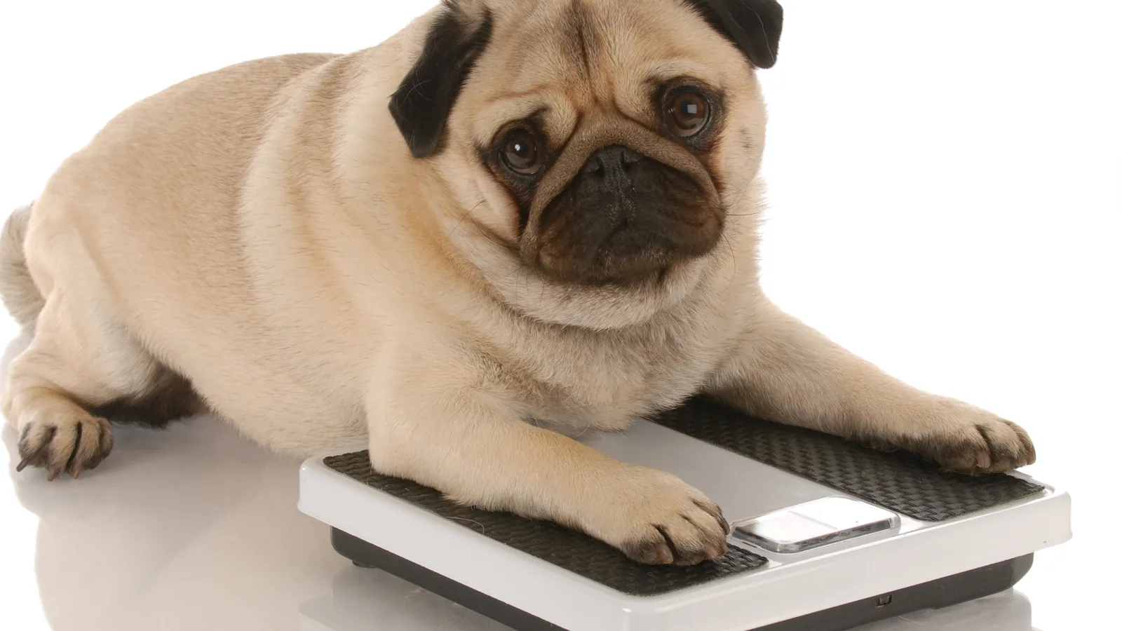 Overweight fawn pug lying on a scale being weighed