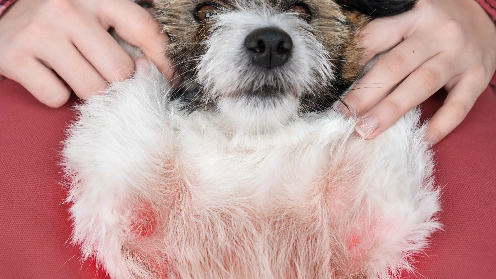 Terrier lying on its back showing hives on its belly and armpits from an allergic reaction