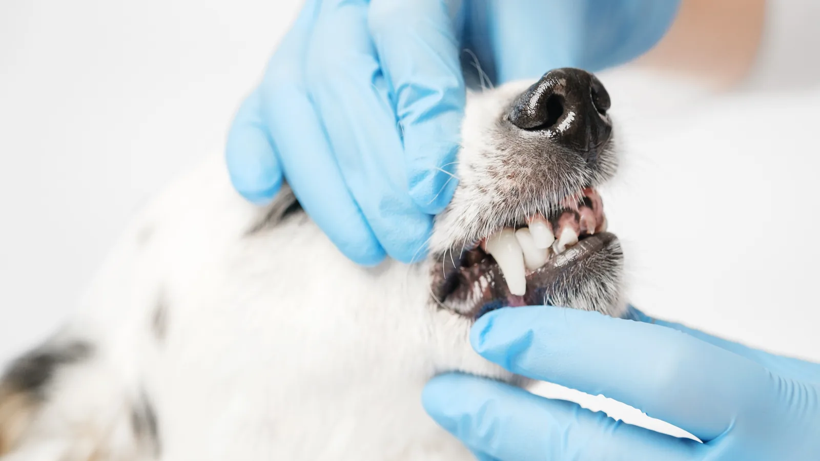 White dog with dental disease having its teeth examined