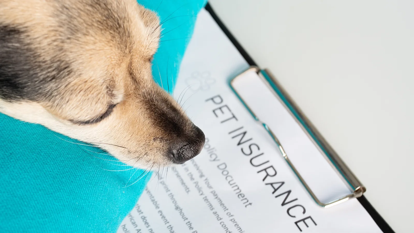 Small dog looking at a pet insurance form