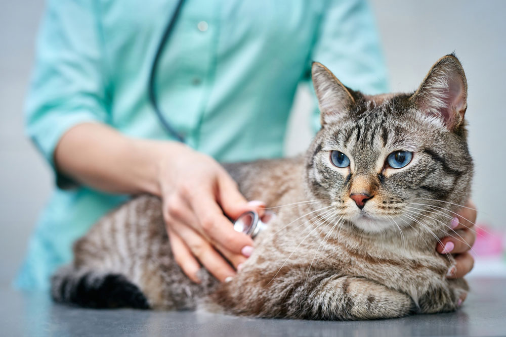 A gray and brown striped cat with blue eyes lying on an examination table while a veterinarian in a light blue uniform uses a stethoscope to check its chest.