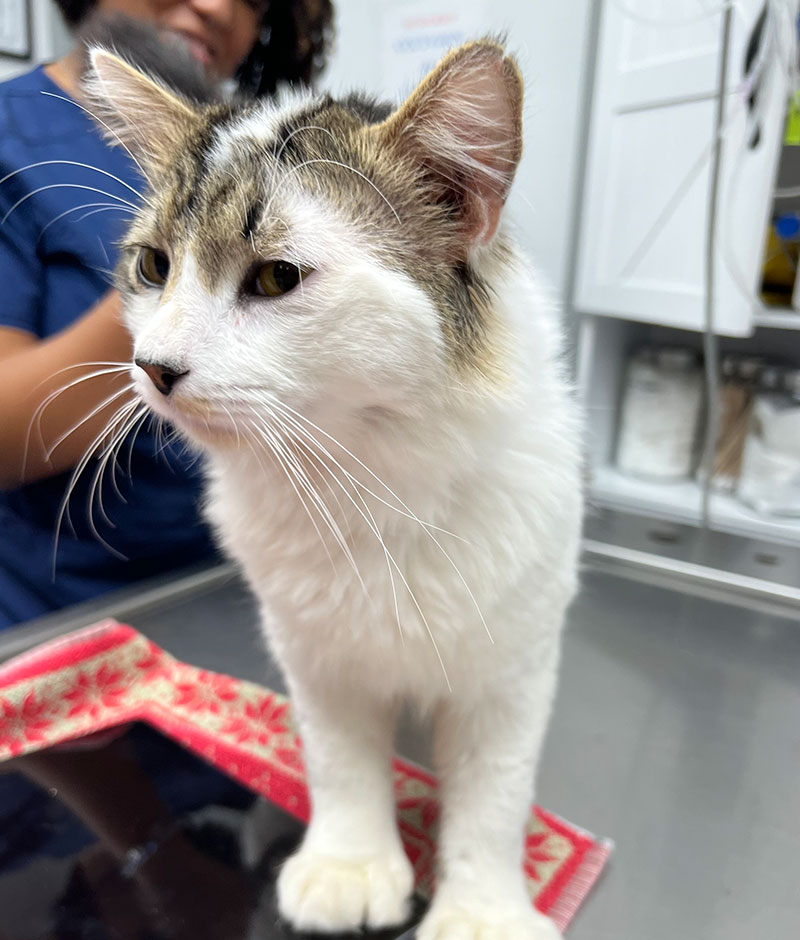 Veterinarian reviewing a pet's preventive care plan at Valley Center Vet Clinic in California
