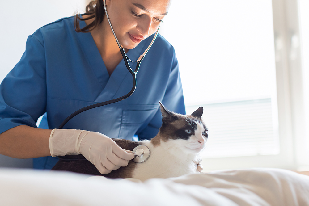 Veterinarian examining a domestic cat during wellness checkup at Valley Center Veterinary Clinic