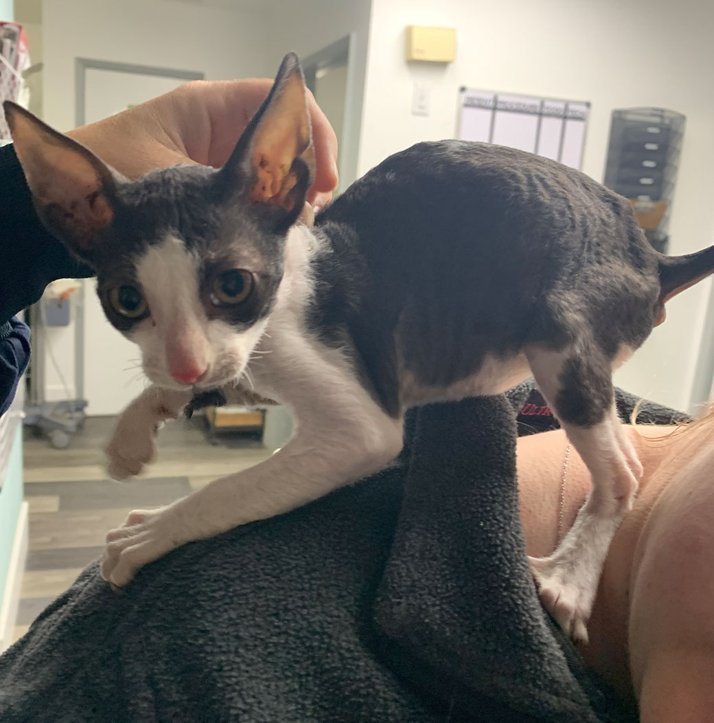 Veterinary team member caring for animals at Valley Center Veterinary Clinic
