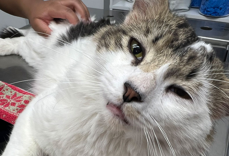 Cold laser therapy veterinary treatment session in Valley Center CA
