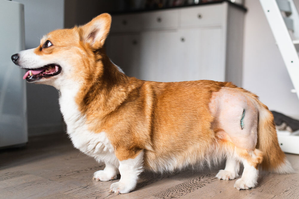 Corgi with post-surgery wound recovering from a procedure at Valley Center Veterinary Clinic