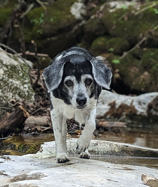 Emergency pet care available at Valley Center Veterinary Clinic in CA
