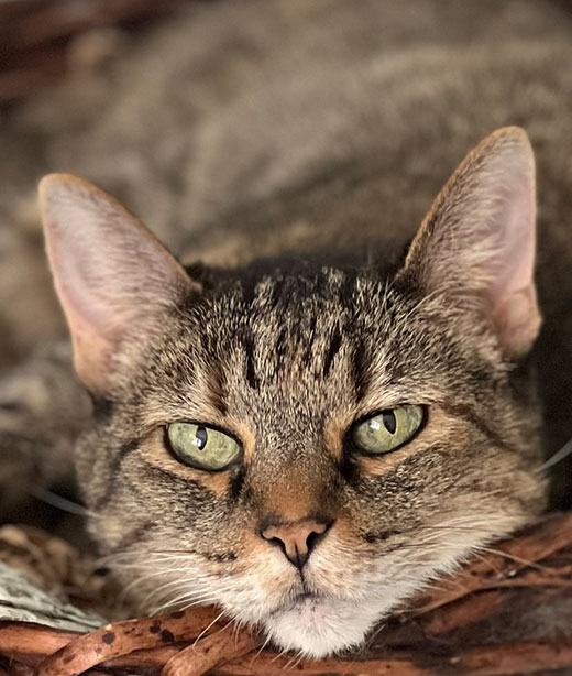 Emergency pet exam at Valley Center Veterinary Clinic in Valley Center CA
