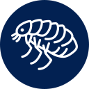 Close-up of a flea illustrating veterinary flea prevention and parasite control services