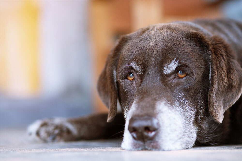Senior dog resting peacefully — wellness and comfort care for aging dogs