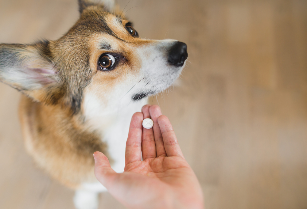Sick Welsh Corgi Pembroke receiving veterinary medication treatment during a clinic appointment