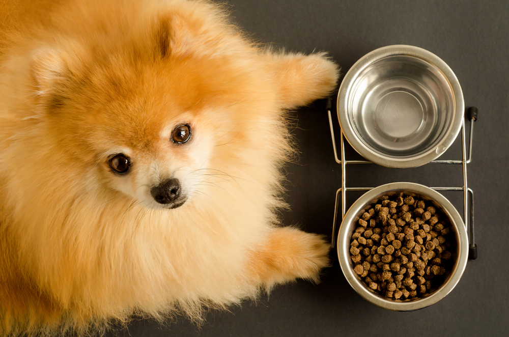 Dog eating dry kibble from a food bowl, illustrating proper pet nutrition