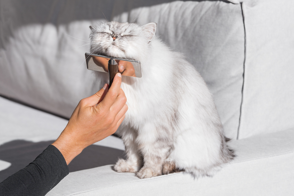 Long-haired cat enjoying a grooming session while being brushed and combed at home