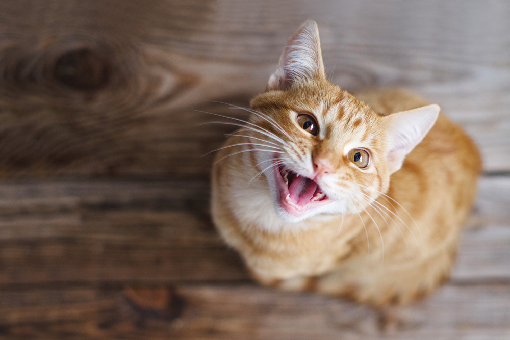 Young ginger tabby cat sitting on a wooden floor