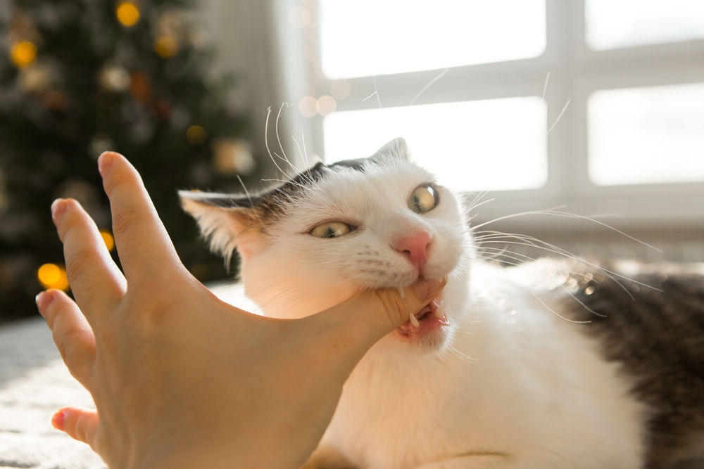 Cat biting a hand, illustrating aggressive pet behavior requiring veterinary behavioral guidance