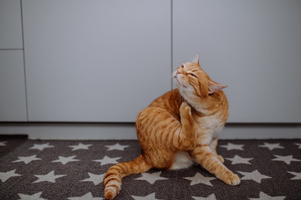 Ginger cat scratching itself indoors, which may signal allergies or fleas