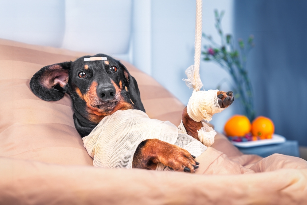 Dog patient resting in a veterinary hospital ward bed during post-treatment recovery