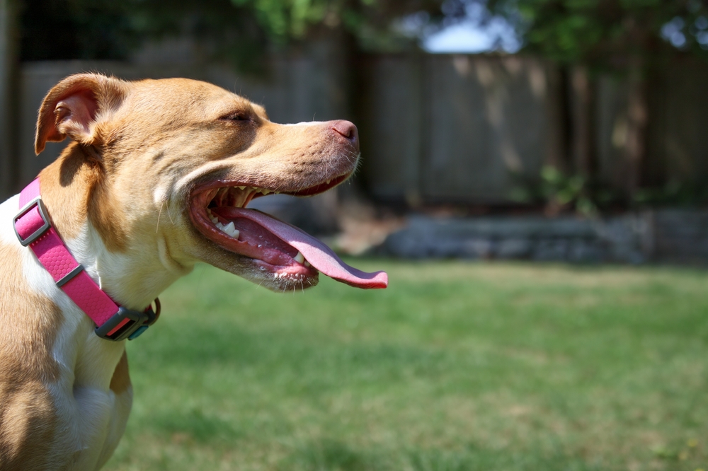 Large puppy dog panting with mouth open in a sunny backyard