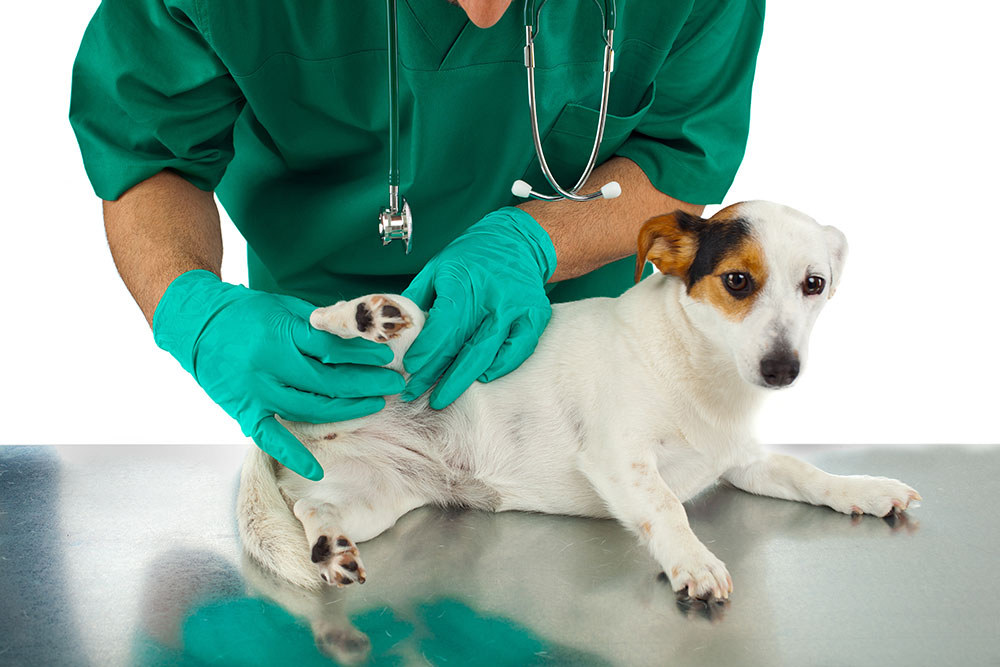 Veterinarian examining a dog's abdomen during a physical wellness exam